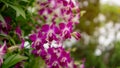 Orchids garden, bunches of pink petals Dendrobium hybrid orchid blossom on dark green blur leaves Royalty Free Stock Photo