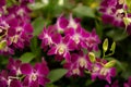 Orchids garden, bunches of pink petals Dendrobium hybrid orchid blossom on dark green leaves blurry background