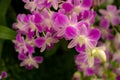 Orchids garden, bunches of pink petals Dendrobium hybrid orchid blossom on dark green leaves blurry background Royalty Free Stock Photo