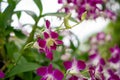 Orchids garden, bunches of pink petals Dendrobium hybrid orchid blossom on dark green leaves blurry background Royalty Free Stock Photo