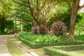 Orchids garden in a park, Pink Dendrobium hybrid orchid blossom on the trees, pink Siam tulip or Summer tulips and flowering plant