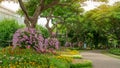 Orchids garden in a park, Pink Dendrobium hybrid orchid blossom on the trees, pink Siam tulip or Summer tulips and flowering plant