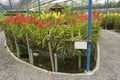 Orchids grow at the farm in Samut Songkram, Thailand. Royalty Free Stock Photo