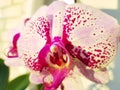 Orchid flowers grow under the light of phytolamps Royalty Free Stock Photo