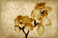 Orchids grunge background