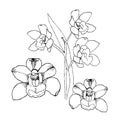 Orchids by hand drawing. Liner illustration on white Royalty Free Stock Photo
