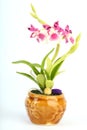 Orchids invents Royalty Free Stock Photo