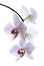 orchids isolated Royalty Free Stock Photo