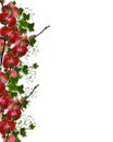 Orchids and Ivy Floral Border Royalty Free Stock Photo