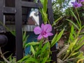 Orchids are known as beautiful and unique ornamental plants. Therefore, many people are interested in growing it at home.