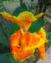 Orchids in a Mekong Garden, Vietnam