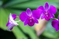 Beautiful purple orchid on green background Royalty Free Stock Photo