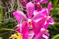 Orchids,orchids purple ,orchids purple is queen of flowers in Thailand Royalty Free Stock Photo