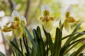 Orchids, Paphiopedilum: flowers.