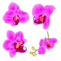 Orchids Phalaenopsis closeup purple beautiful flower isolated set three on a white background vintage vector illustration edita
