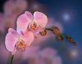 Orchids pink