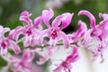 Orchids pink dendrobium blooming with water dropsin nature garden outdoor background Royalty Free Stock Photo