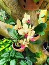 beautiful yellow purple orchid flowers blossom on the trunk Royalty Free Stock Photo