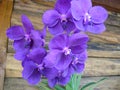 Orchids predominantly violet