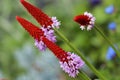 Orchids primula- Primula Vialii has beautiful red-pink flowers Royalty Free Stock Photo