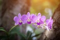 Orchids,orchids purple ,orchids purple Is considered the queen of flowers in Thailand Royalty Free Stock Photo