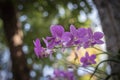 Orchids,orchids purple ,orchids purple Is considered the queen of flowers in Thailand Royalty Free Stock Photo