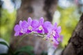 Orchids,orchids purple ,orchids purple Is considered the queen of flowers in Thailand Royalty Free Stock Photo