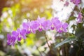 Orchids,orchids purple ,orchids purple Is considered the queen of flowers in Thailand Royalty Free Stock Photo