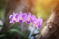 Orchids,orchids purple ,orchids purple Is considered the queen of flowers in Thailand Royalty Free Stock Photo