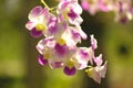 Orchids purple Is considered the queen of flowers in Thailand Royalty Free Stock Photo