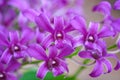 Orchids purple dendrobium  blooming in outdoor garden background Royalty Free Stock Photo