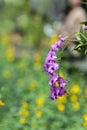Orchids, Purple flowers blooming in the garden with green blurred background Royalty Free Stock Photo