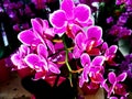 Orchids