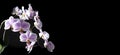 Orchids purple-white buds. Orchid on a dark background. Phalaenopsis bud. A branch of flowers. Delicate flower. Place Royalty Free Stock Photo