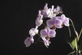 Orchids purple-white buds. Orchid on a dark background. Phalaenopsis bud. A branch of flowers. Delicate flower. Place Royalty Free Stock Photo