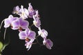 Orchids purple-white buds. Orchid on a dark background. Phalaenopsis bud. A branch of flowers. Delicate flower. Place Royalty Free Stock Photo