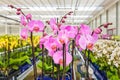 Orchids ready for export in a greenhouse Royalty Free Stock Photo