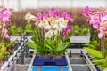 Orchids ready for export in a greenhouse Royalty Free Stock Photo