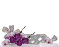 Orchids and ribbons border