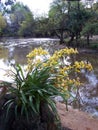 Orchids on the river-side Royalty Free Stock Photo