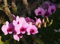 Orchids with romantic background Royalty Free Stock Photo