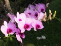 Orchids with romantic background Royalty Free Stock Photo