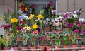 Orchids for sale, Street market in Asuncion, Paraguay.