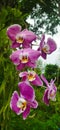 Orchids are sensitive plants that prefer conditions Royalty Free Stock Photo