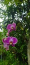 Orchids are sensitive plants that prefer conditions Royalty Free Stock Photo