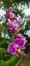 Orchids are sensitive plants that prefer conditions Royalty Free Stock Photo