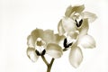 Orchids in Sepia Royalty Free Stock Photo