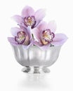 Orchids in Silver Bowl Royalty Free Stock Photo