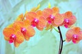 Orchids sonata Royalty Free Stock Photo