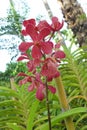 Orchids - Thailand Rose Garden